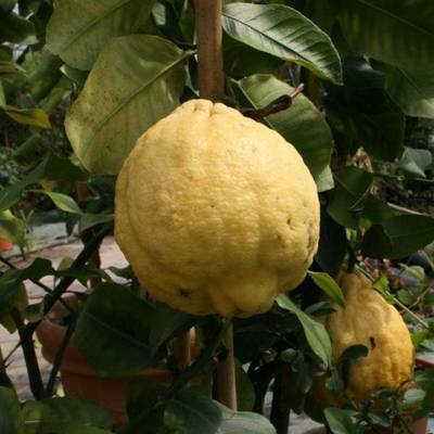 CITRUS MEDICA CEDRO